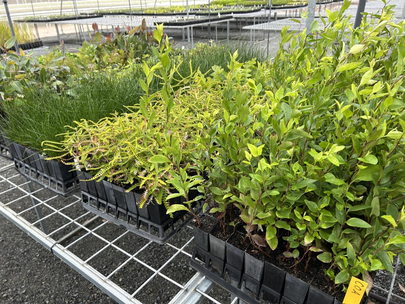 Native Plant Giveaway Image