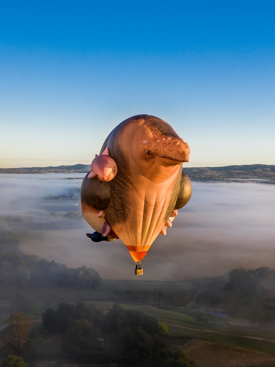 Skywhales