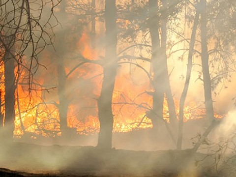Image showing a bushfire 