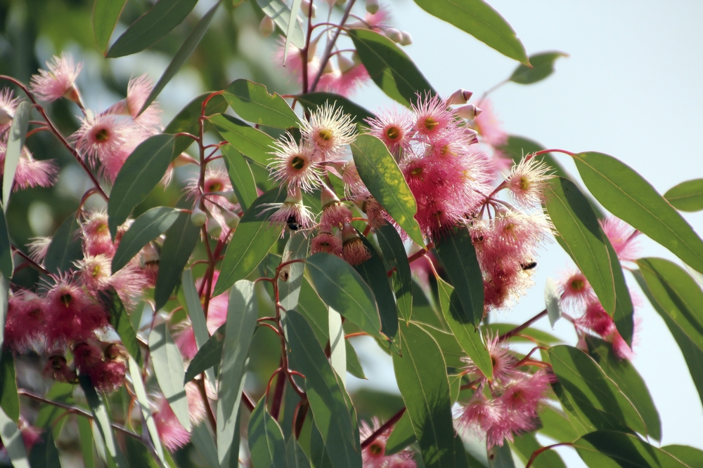 Coral Gum