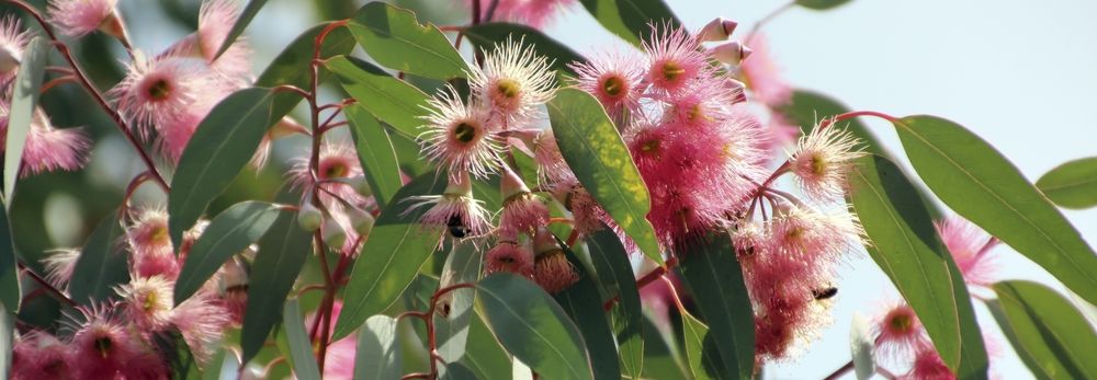 Coral Gum