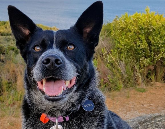 Dog Renewals Image