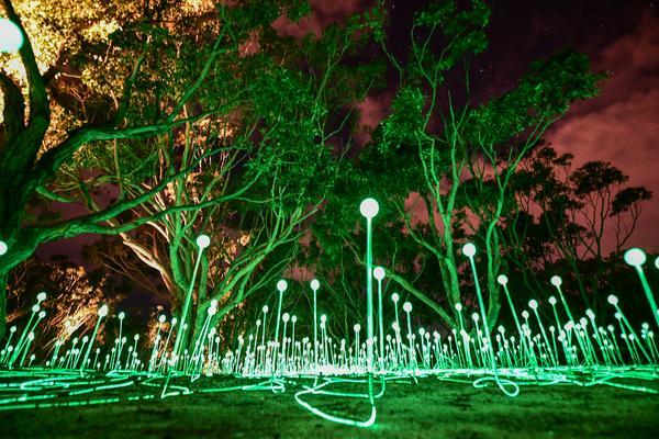 Field of Light: Avenue of Honour Image