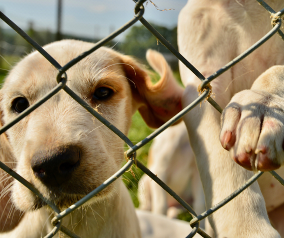 Lost & Found Pets Image