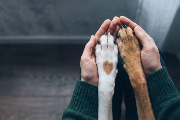 Animal Welfare Image