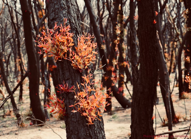 Development in a Bushfire Prone Area Image