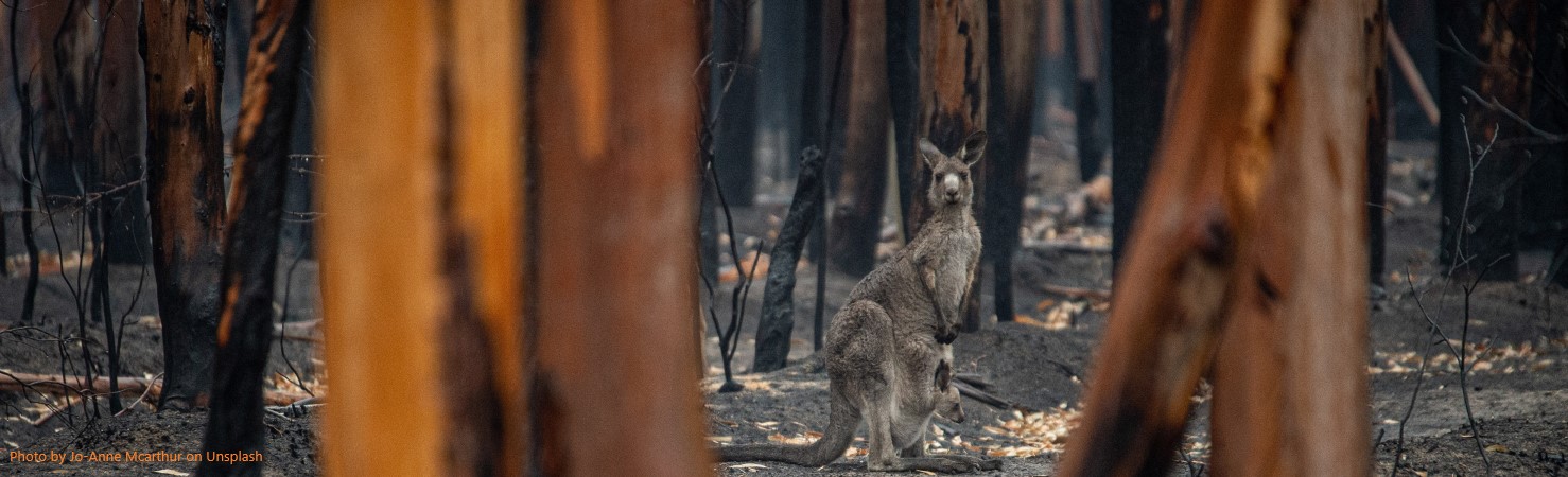 After a bushfire