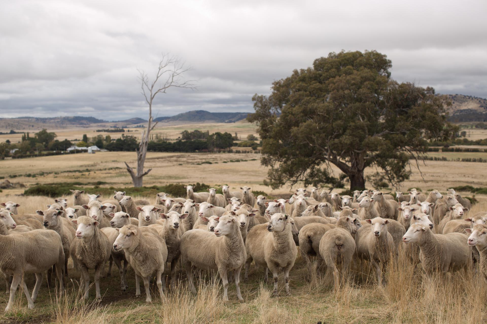 Grant funding for sheep producers in WA Information Session
