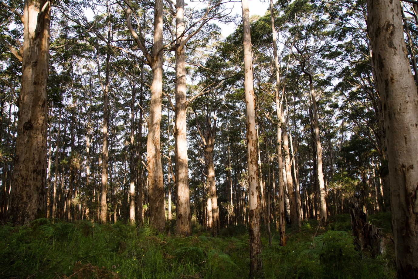 Illegal wood collection results in court fine