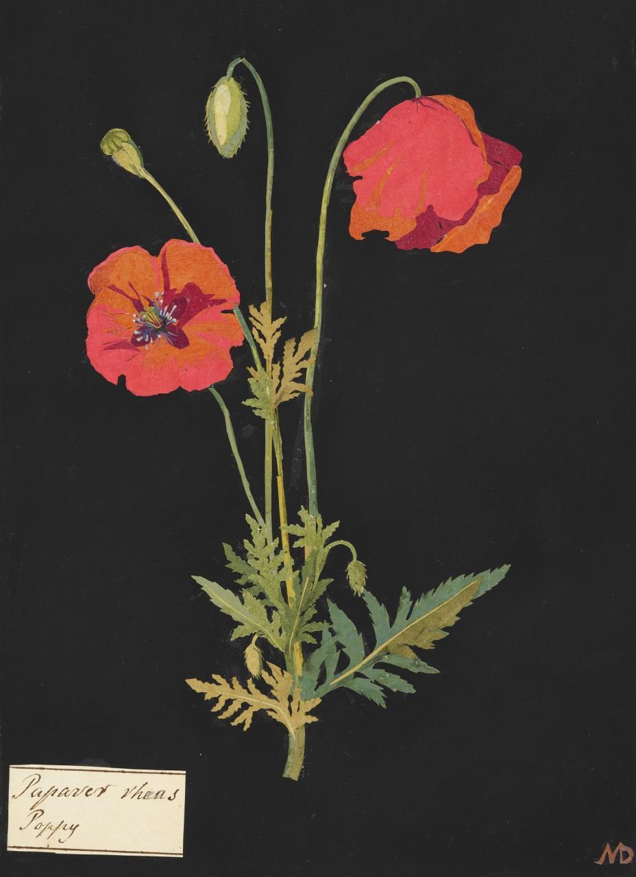 Historic botanical exhibition arrives at Princess Royal Fortress