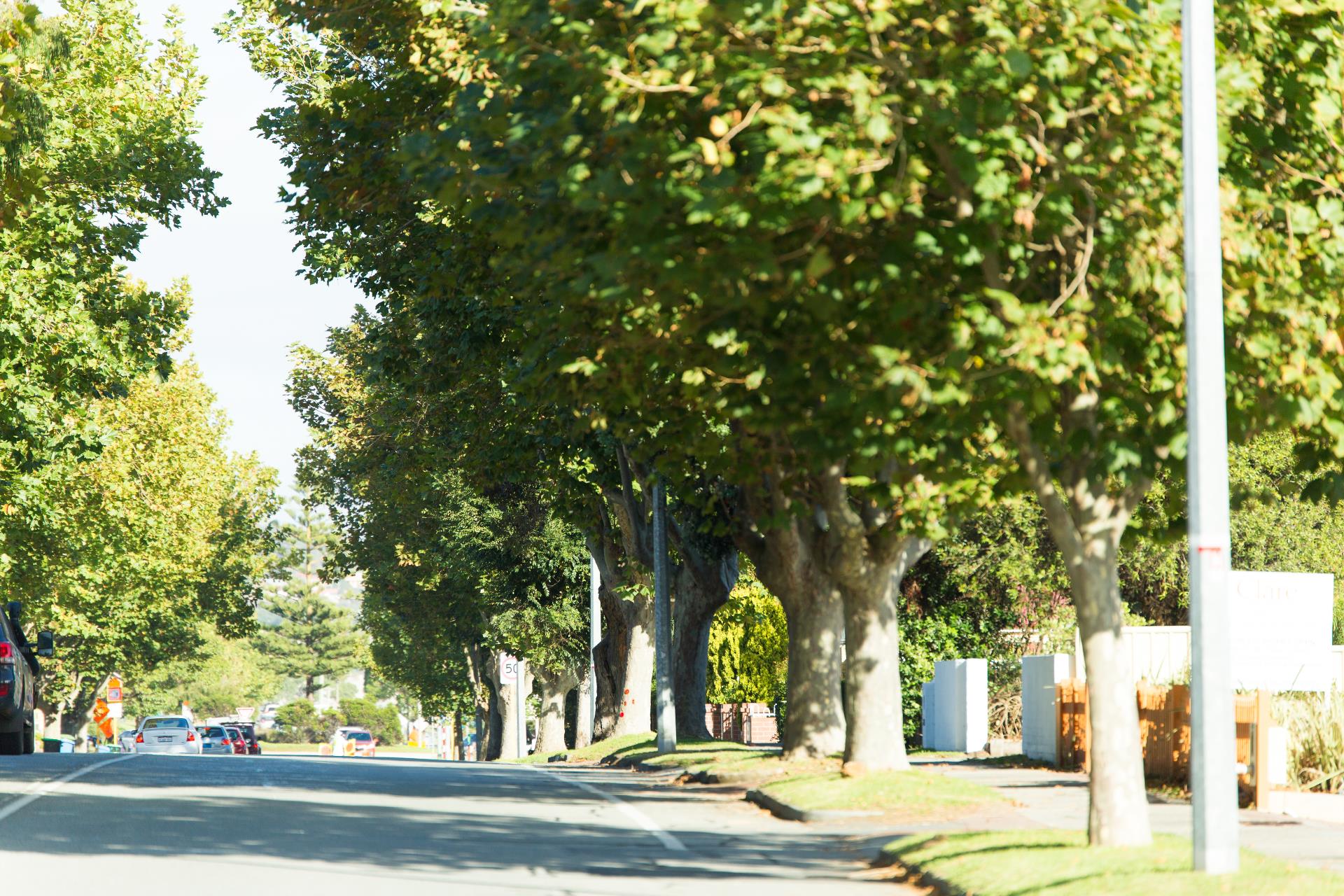 Celebrating nature at the WA Tree Festival