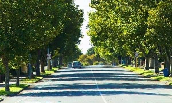 Request a Street Tree