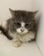 Photo for animal #317
