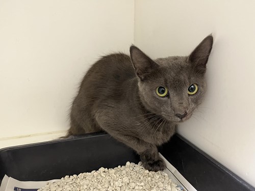 Photo for animal #309