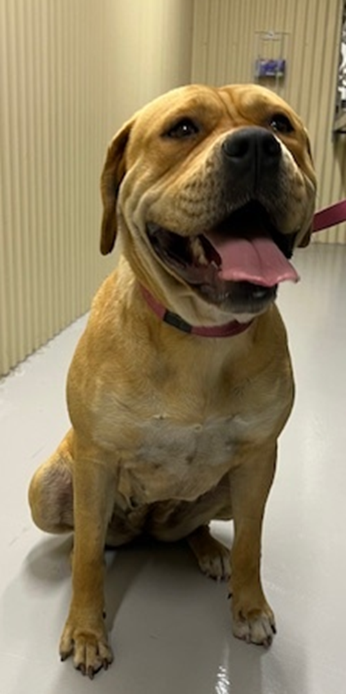 Photo for animal #300