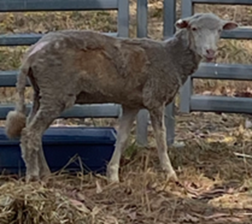 Photo for animal #299