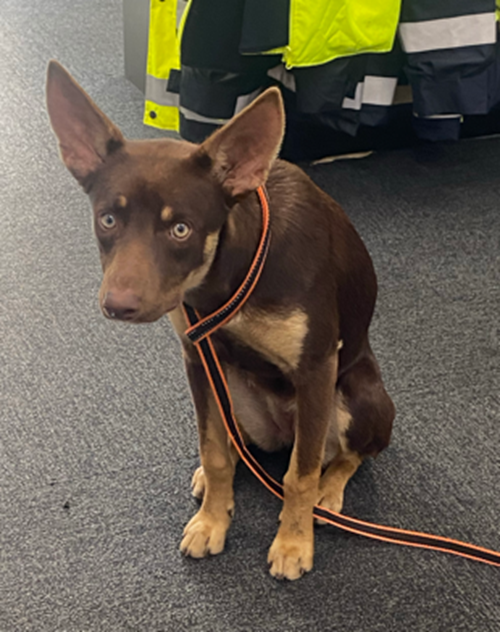 Photo for animal #308