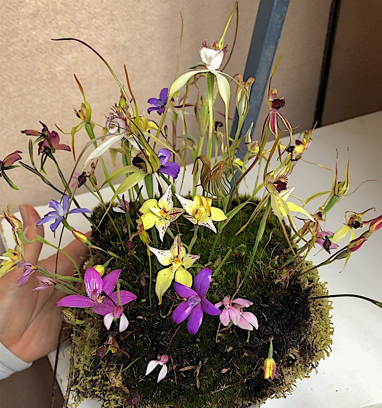 Albany Wildflower Show