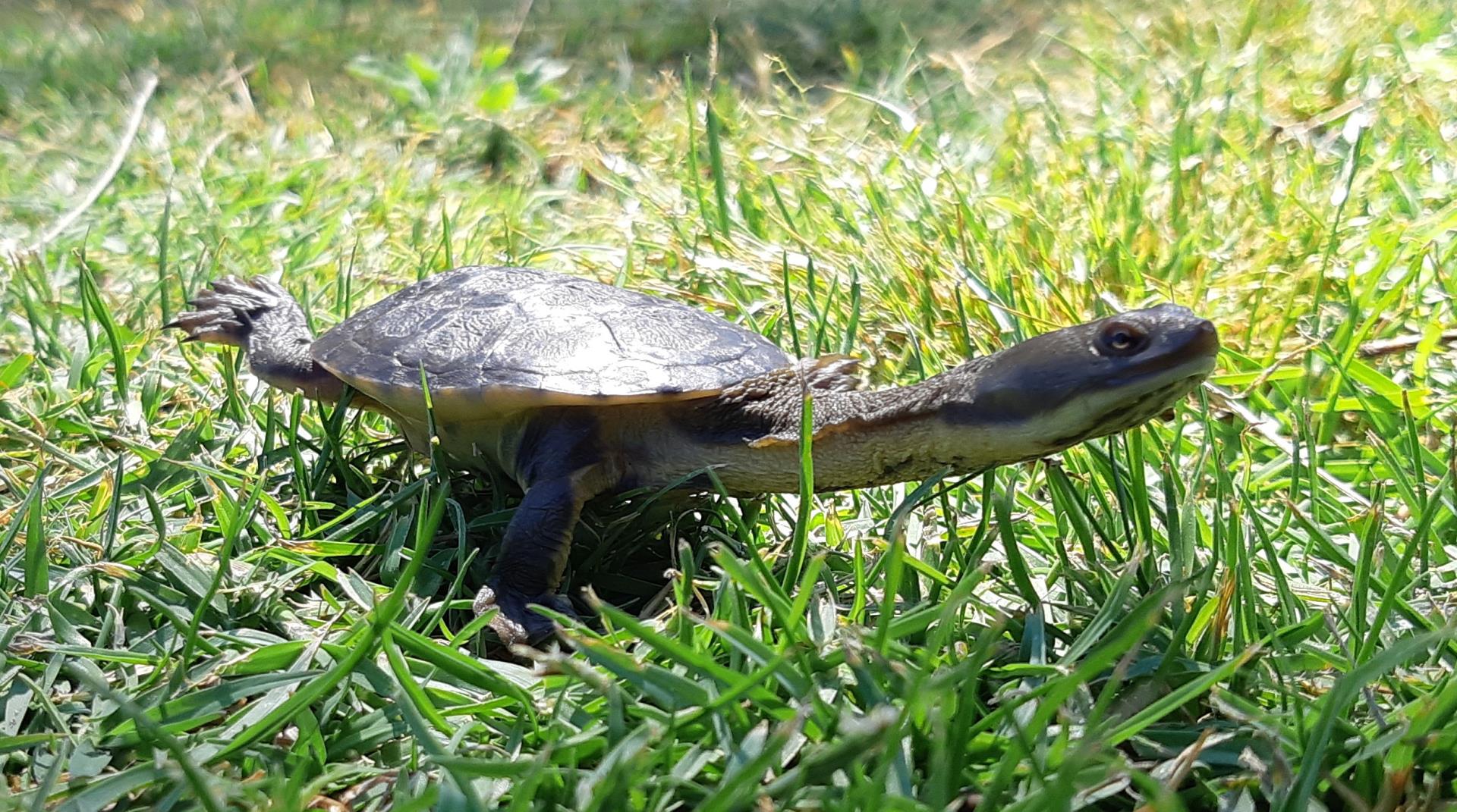 City embraces new app to conserve turtles